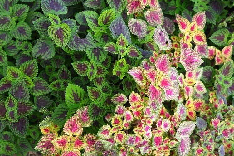 Coleus