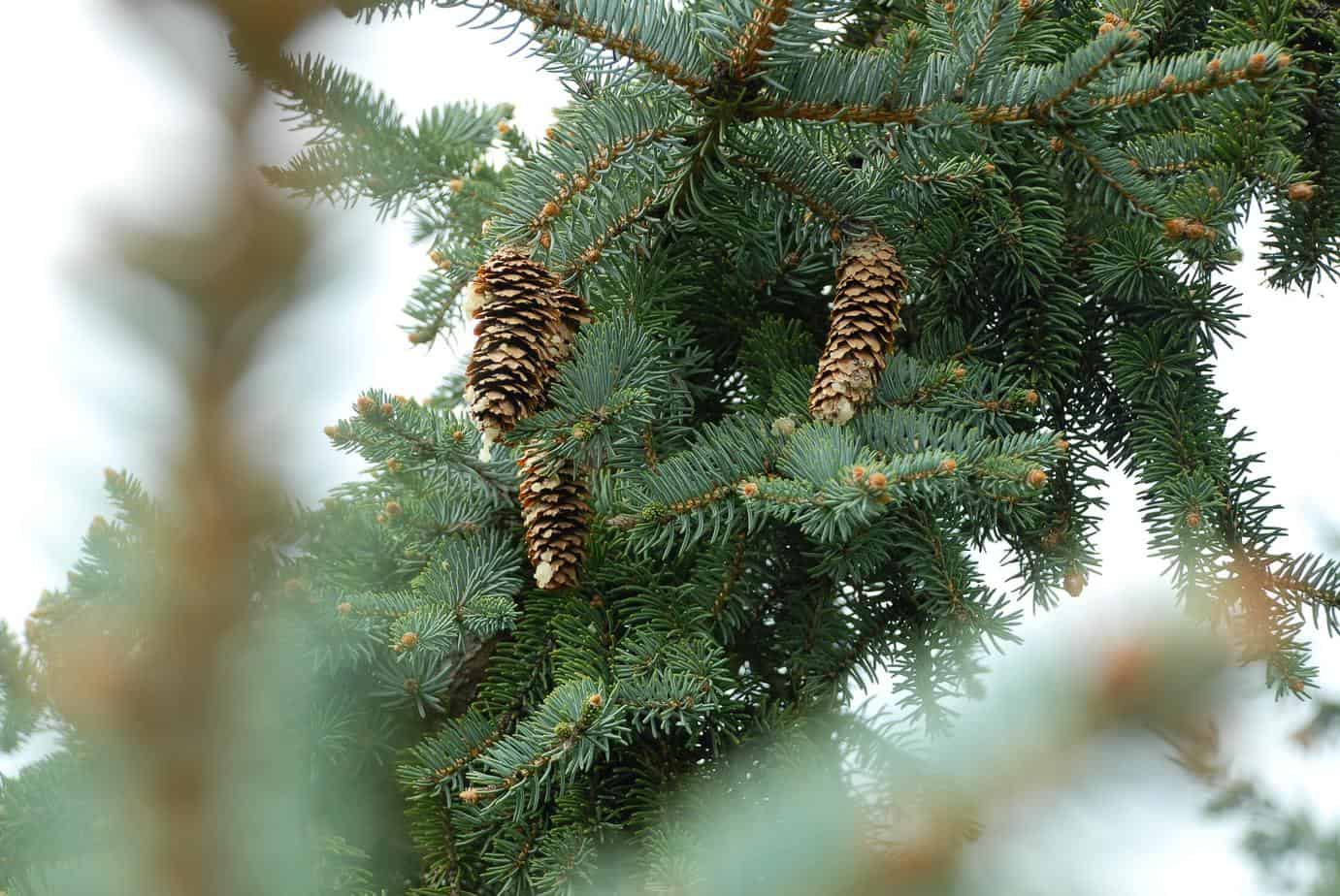 Types of Evergreen Trees