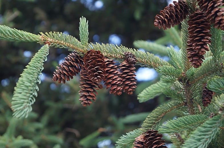 white spruce