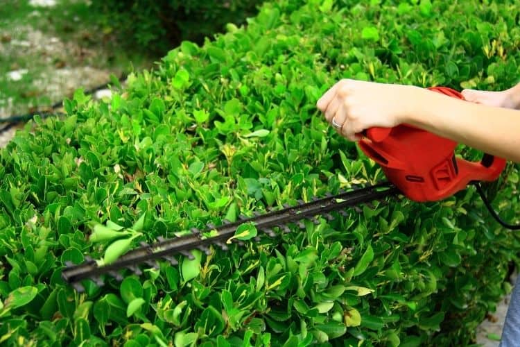 Shrubs Pruning