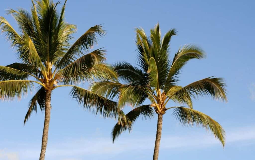 palms