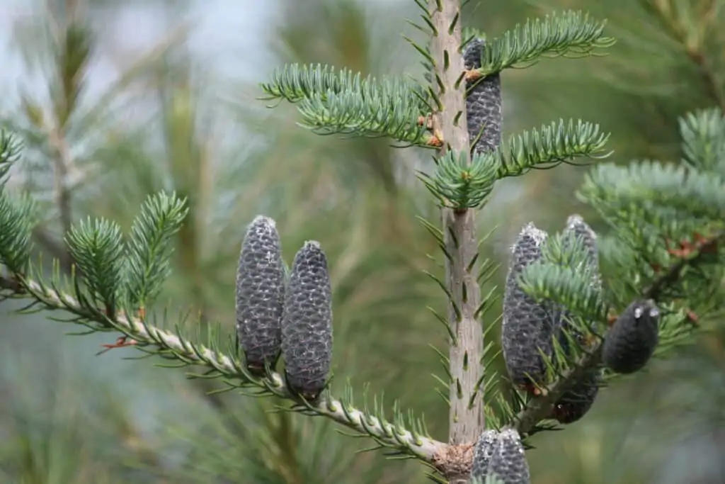 Balsam Fir Tree