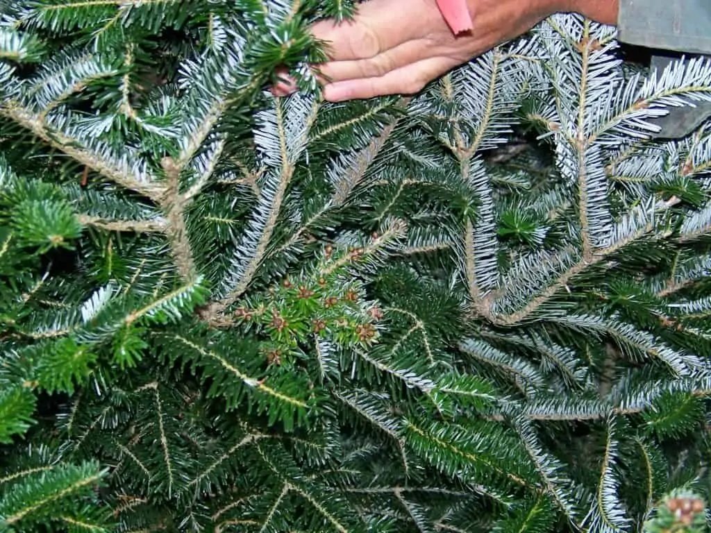 Balsam Fir Tree Disease