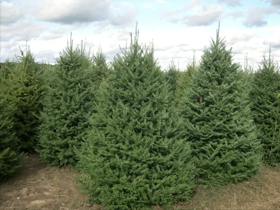 Balsam Fir Tree Small 2