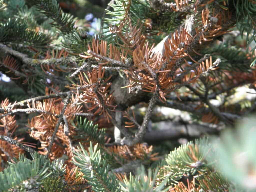 Fraser Fir Diseases