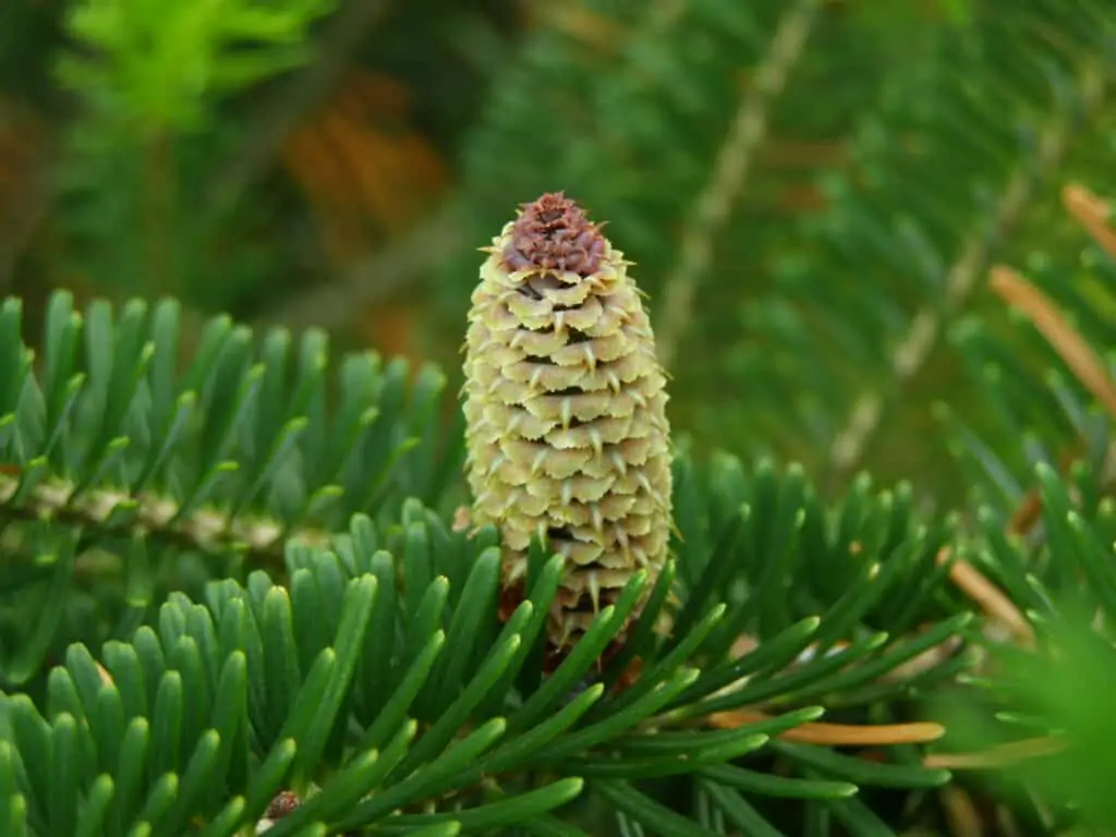 Fraser Fir Tree: Can You Grow It In Your Yard? - Arbor Facts