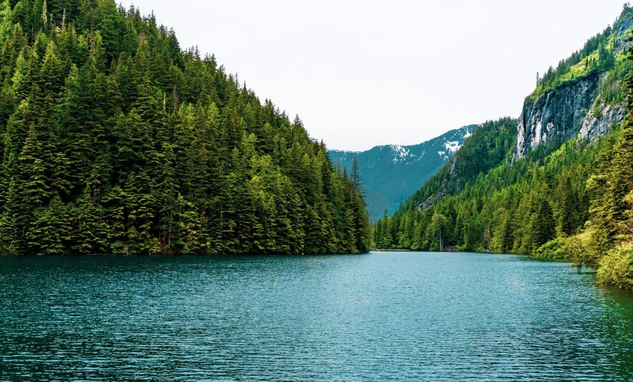 Fraser Fir Tree Can You Grow It In Your Yard? Arbor Facts