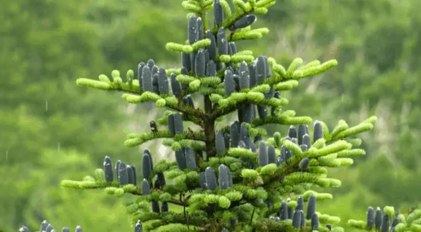 Grow Balsam Fir