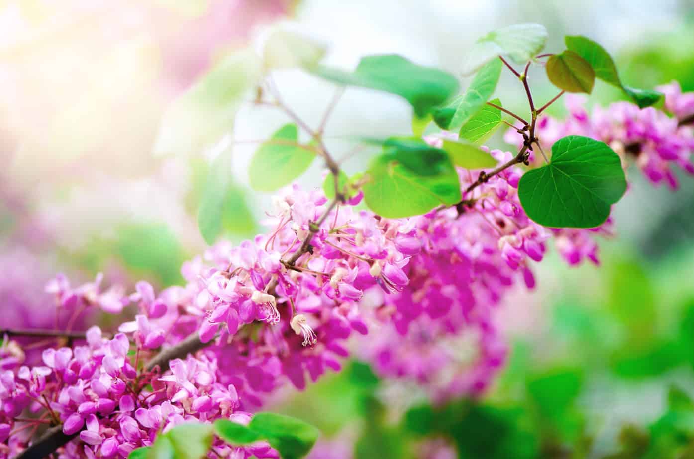 Types of Flowering Trees: eastern redbud