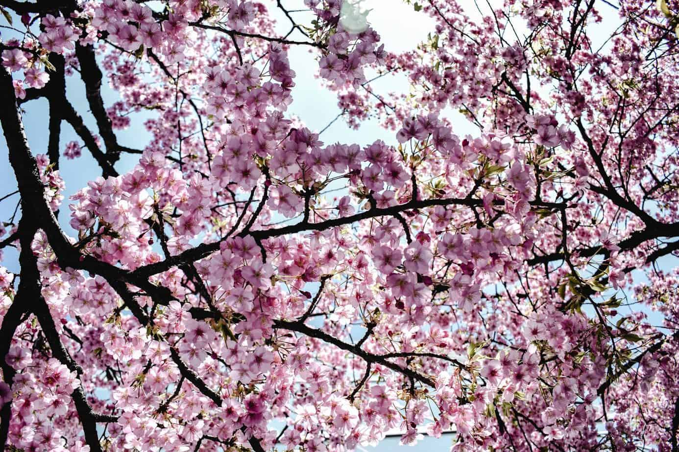 Types of Flowering Trees: weeping cherry