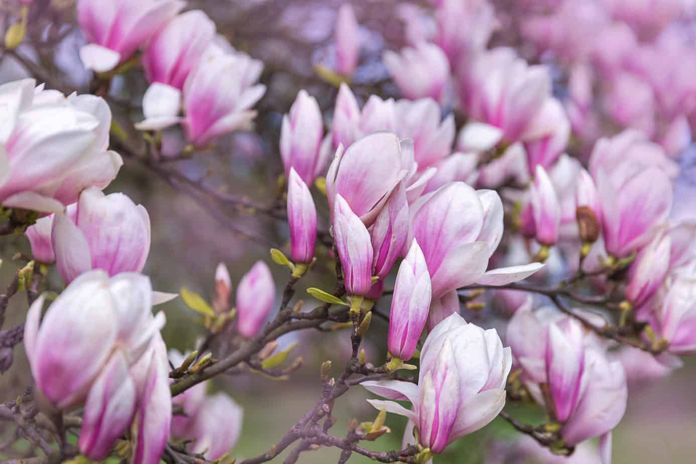 Types of Flowering Trees: saucer magnolia