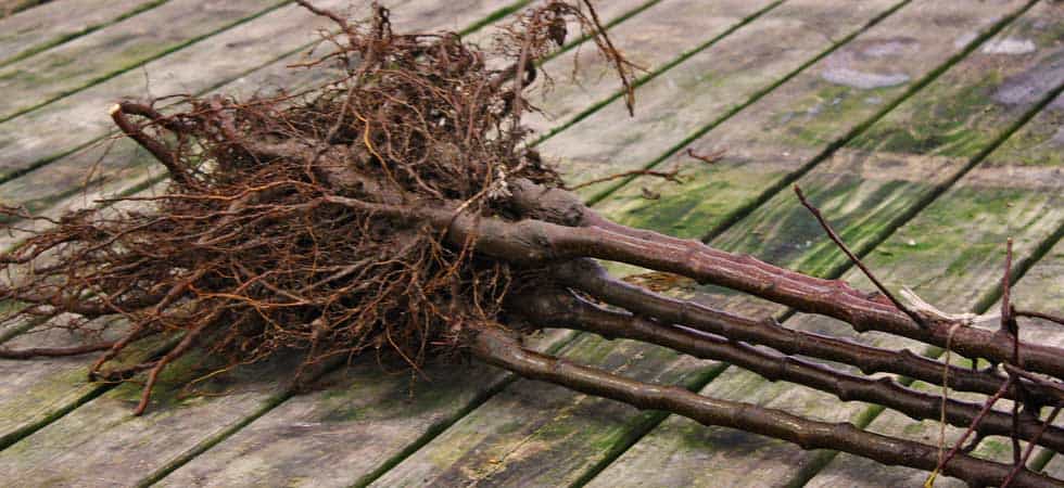 Bare Root Fruit Trees