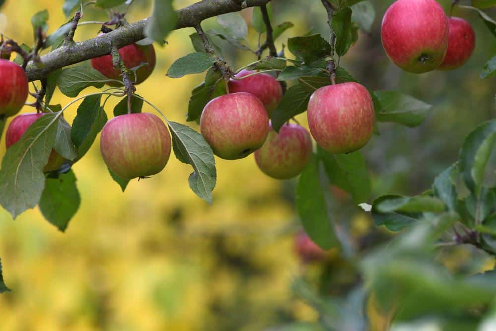 Types of Fruit Trees 