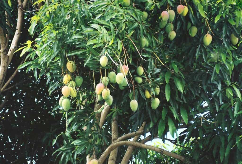 Mangifera indicaMangifera indica