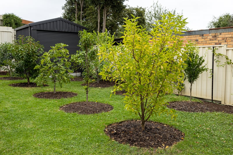 Newly-Planted Fruit Trees