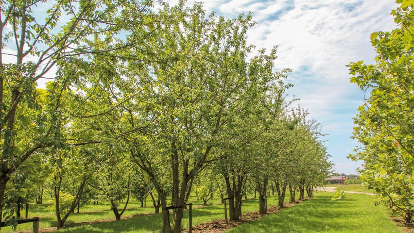 Types of Fruit Tree: Prunus avium