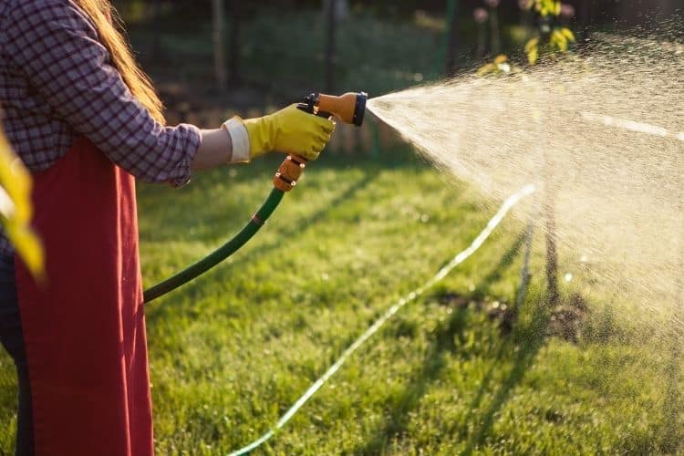 Watering Tree