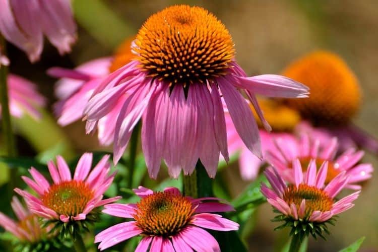 Coneflowers