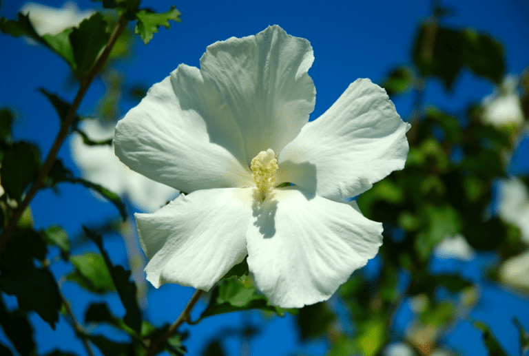 Hibiscus Tree The Tree of Beautiful Blooms Arbor Facts