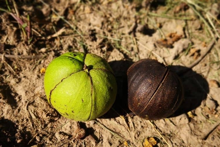 Hickory tree seeds