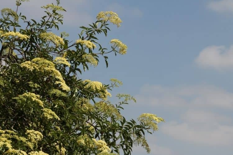 Ivory Silk Lilac Tree