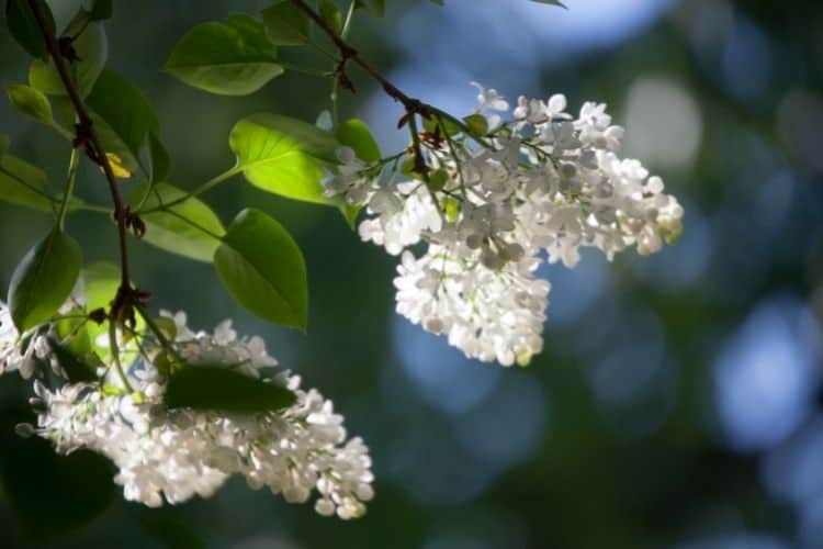 Lilac Tree