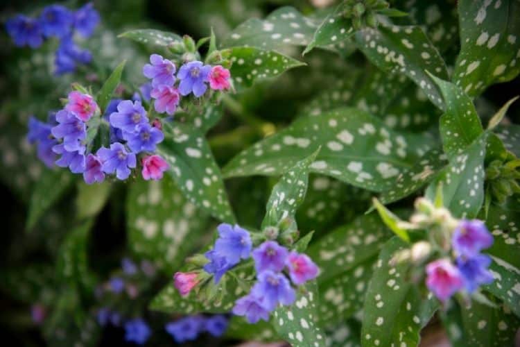 Lungwort