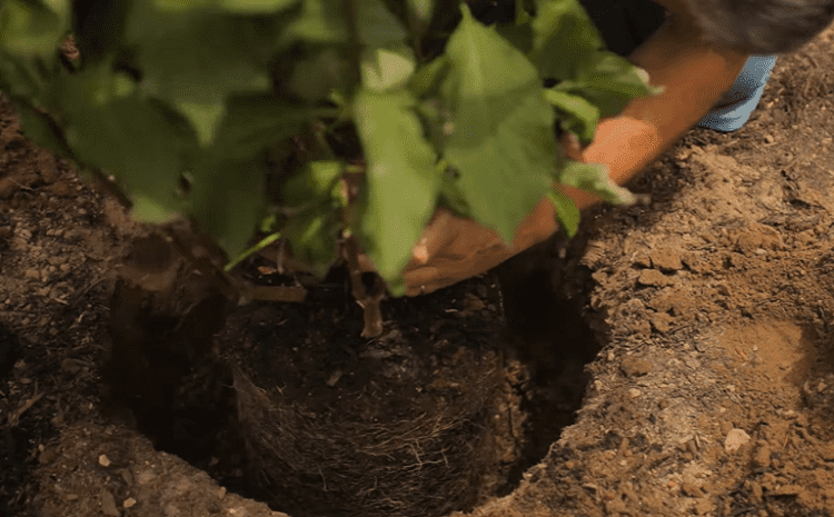 Planting Lilac Tree