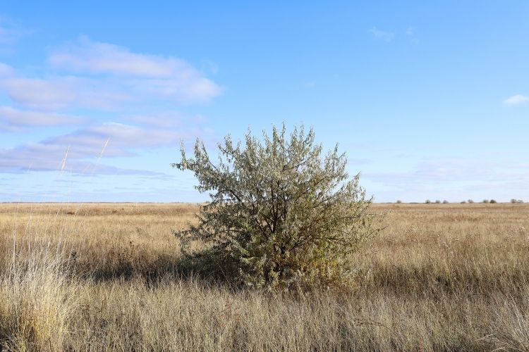 Russian Olive Tree Treatments and Maintenance