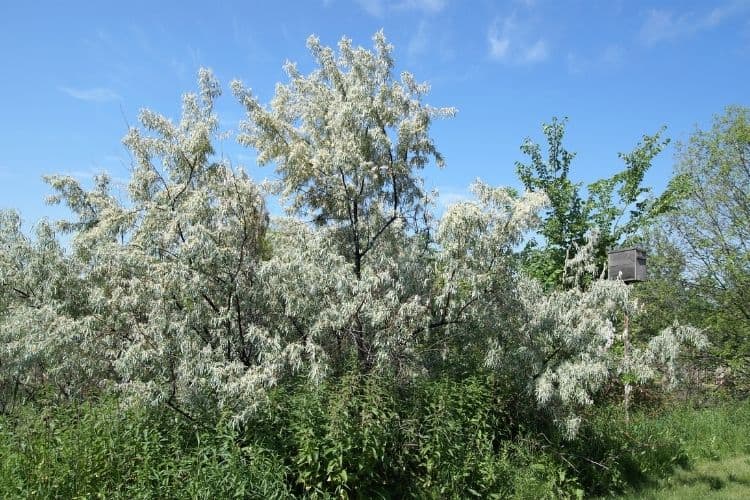 Where Does Russian Olive Tree Grow