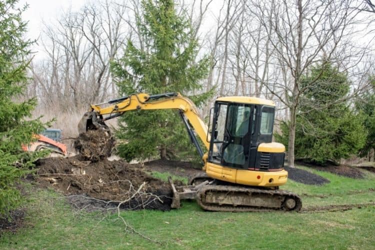 removing a tree