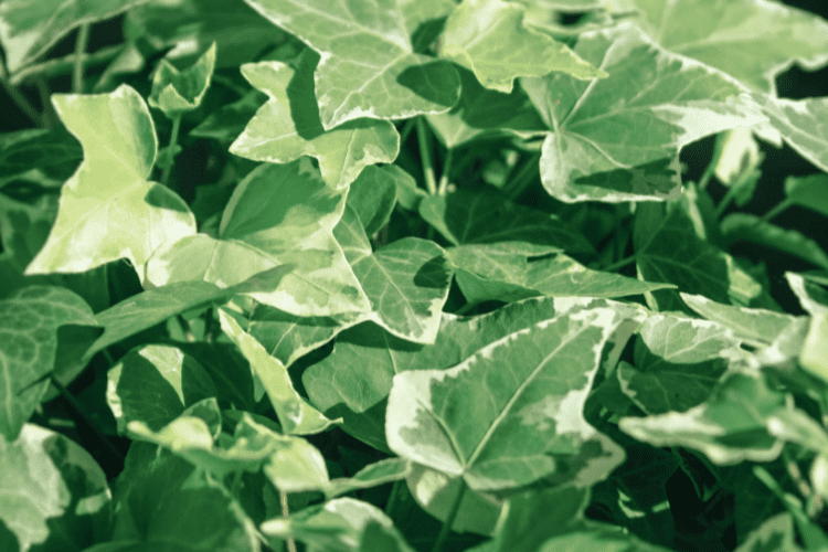 Algerian Ivy