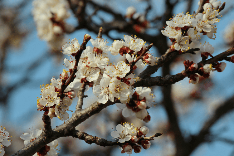 Apricot Tree