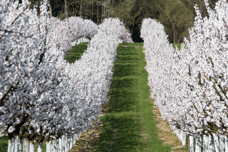 Apricot Tree