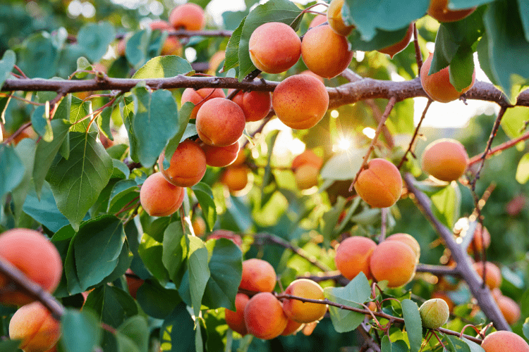 Apricot Tree