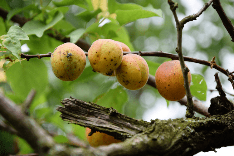 Apricot Tree Insects