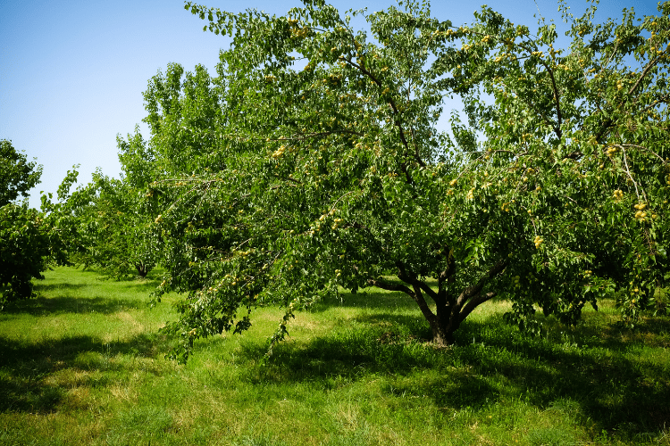 Apricot Tree