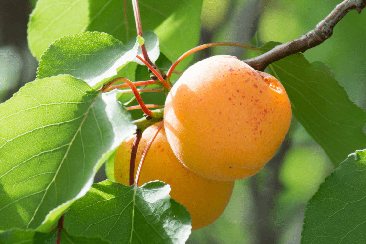 Apricot Trees