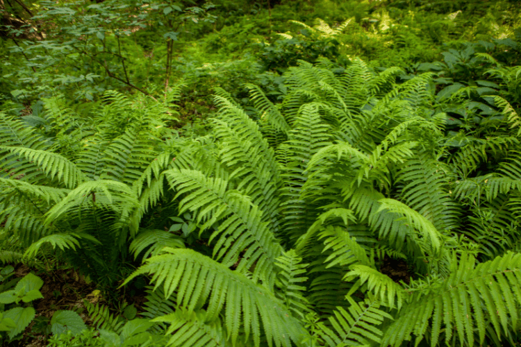 Blechnum Serrulatum