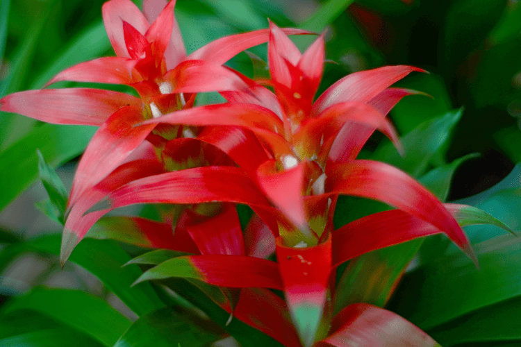 Bromeliads (Bromeliaceae)