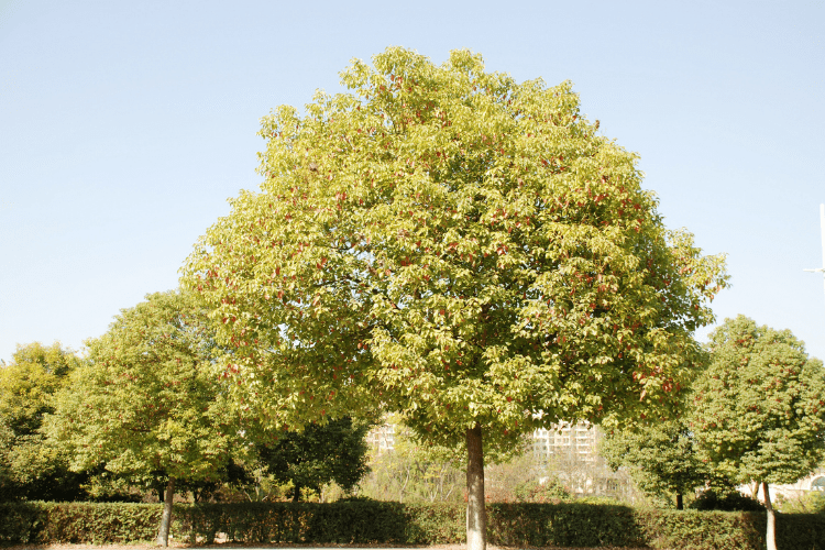 Camphor Tree