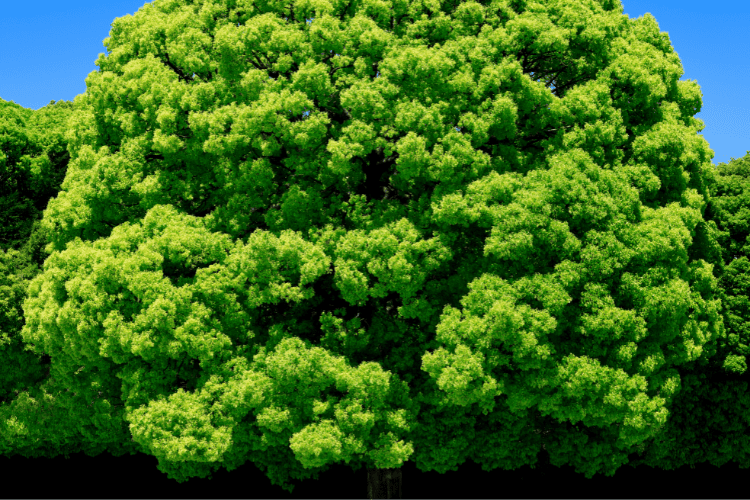 Camphor Tree