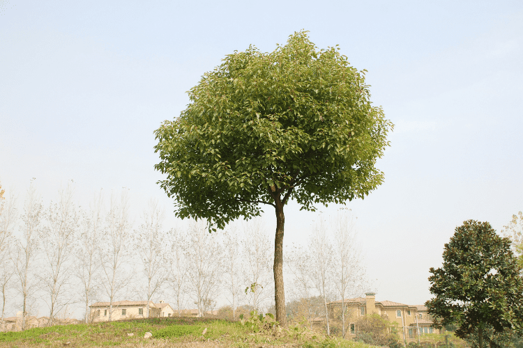 Camphor Tree 