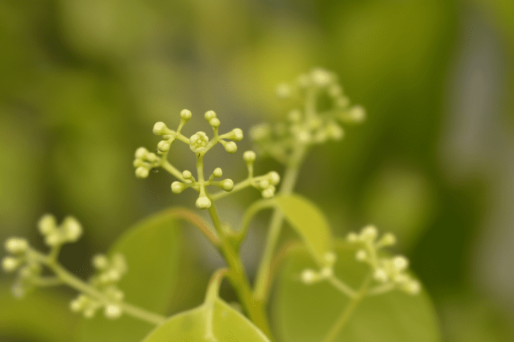 Camphor Tree