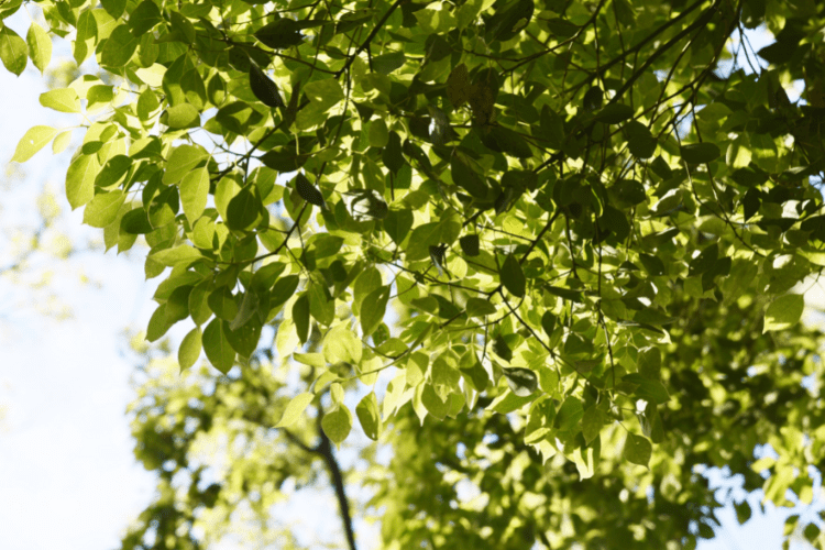 Camphor Tree Leaves