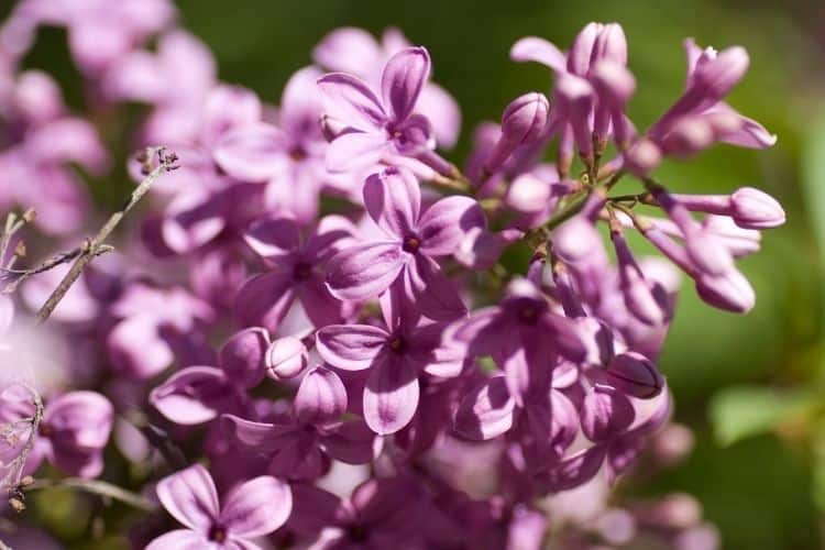 Chinese lilac tree