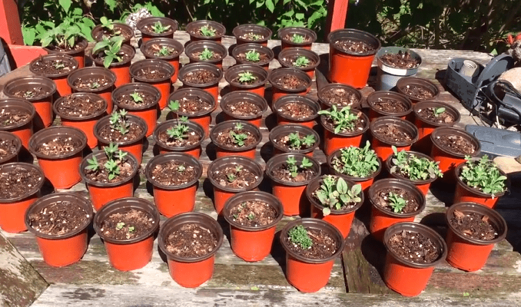 Growing Lilac Tree