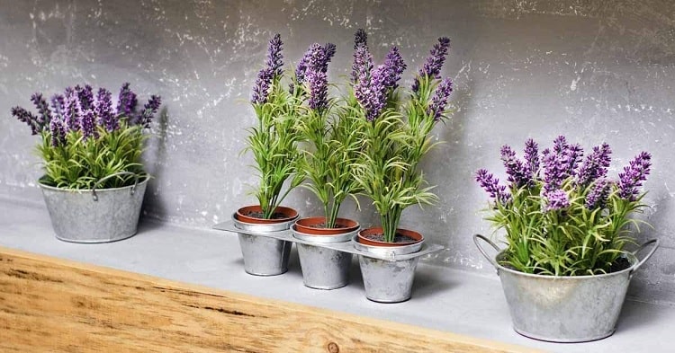 How to Grow Lavender Tree from Seed