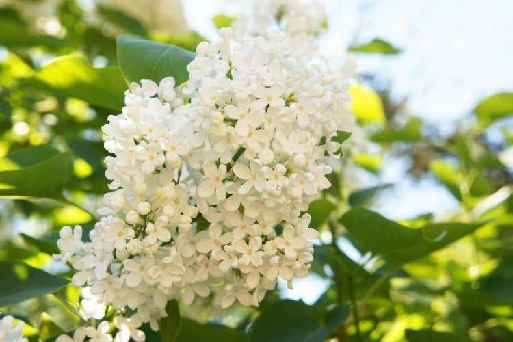 Lilac Tree