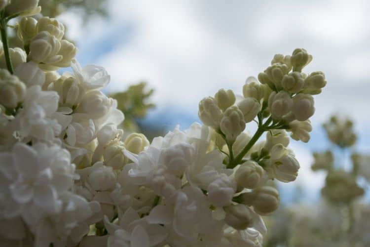 Japanese Lilac Tree